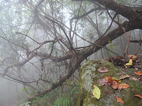 Phu Kradueng, branaches in the fog