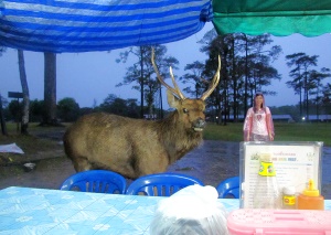 Phu Kradueng deer