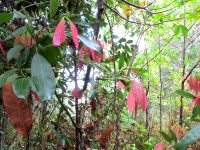 Phu Kradueng, along the cliff, red leaves