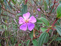 Phu Kradueng, along the cliff, blossom