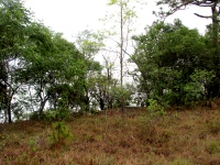 Phu Kradueng, direkt am Cliff