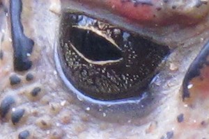 Phu Kradueng, eye of a toad