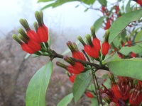 Phu Kradueng, along the cliff, large red blossoms