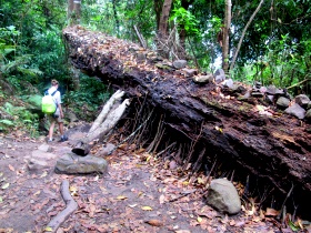 Phu Kradueng, Christiane under a trunk of a tree