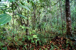 Phu Kradueng, along the cliff edge, scrub