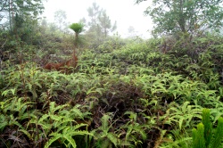 Phu Kradueng, along the cliff, ferns