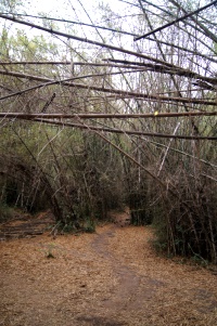 Phu Kradueng, bamboo forest