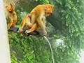Monkeys-at-Taung-Kalat