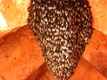 swarm of bees - Bienenschwarm
